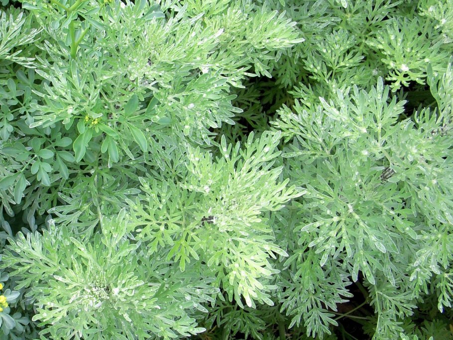 Artemisia abrotanum