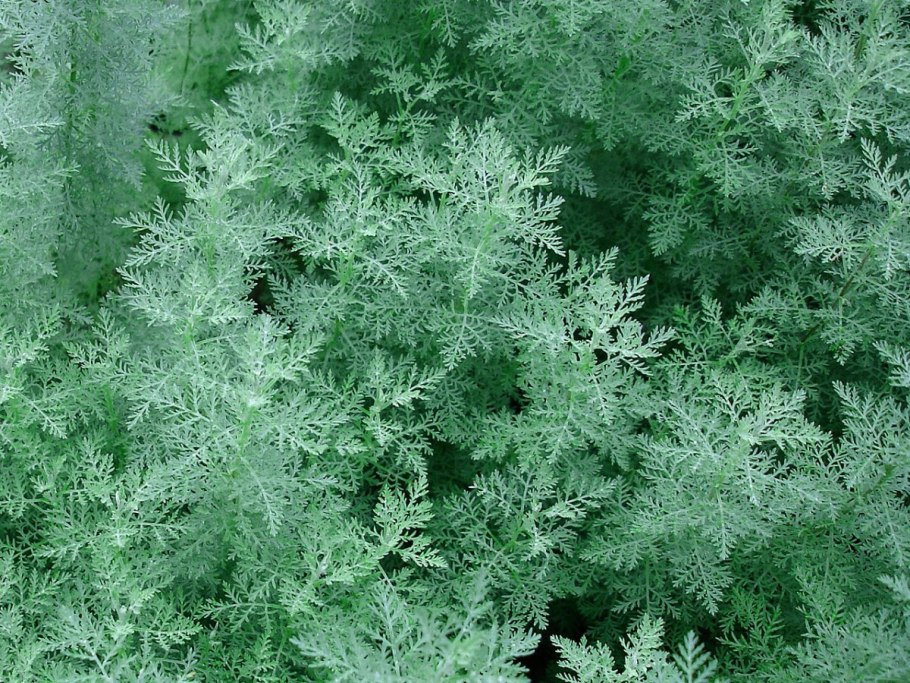 Полынь горькая (Artemísia absínthium).