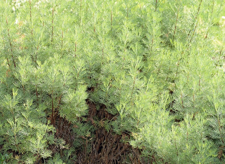 Artemisia abrotanum