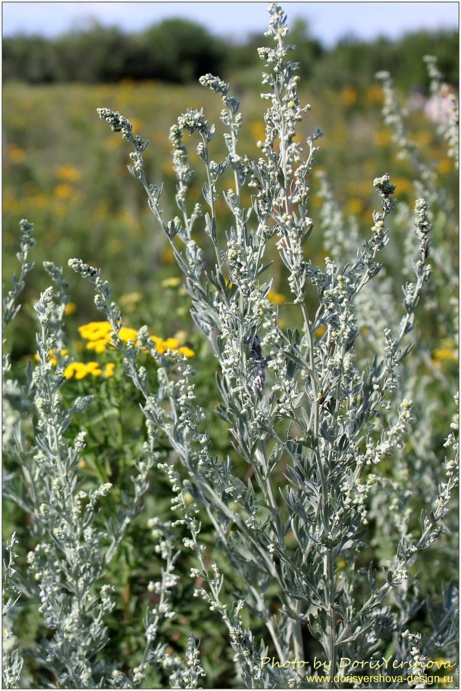 Полынь обыкновенная artemisia vulgaris
