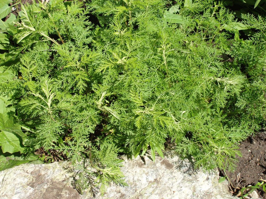 Полынь обыкновенная