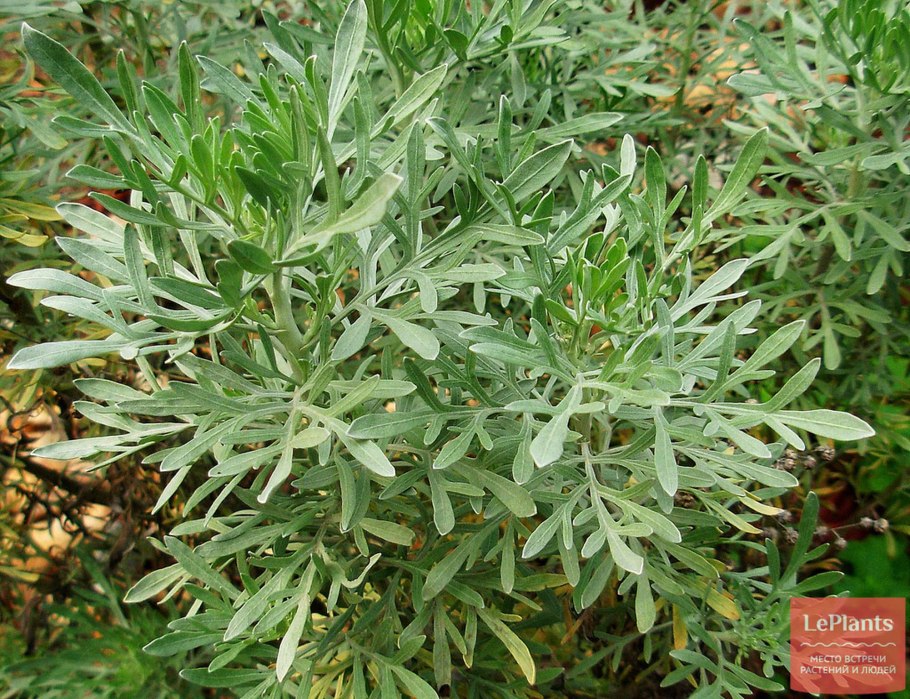 Древовидная полынь artemisia abrotanum