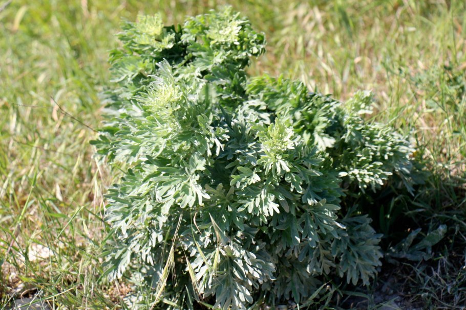Полынь Artemisia absinthium