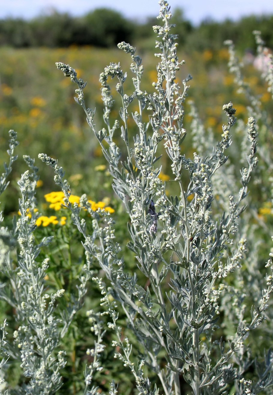 Полынь холодная artemisia frigida