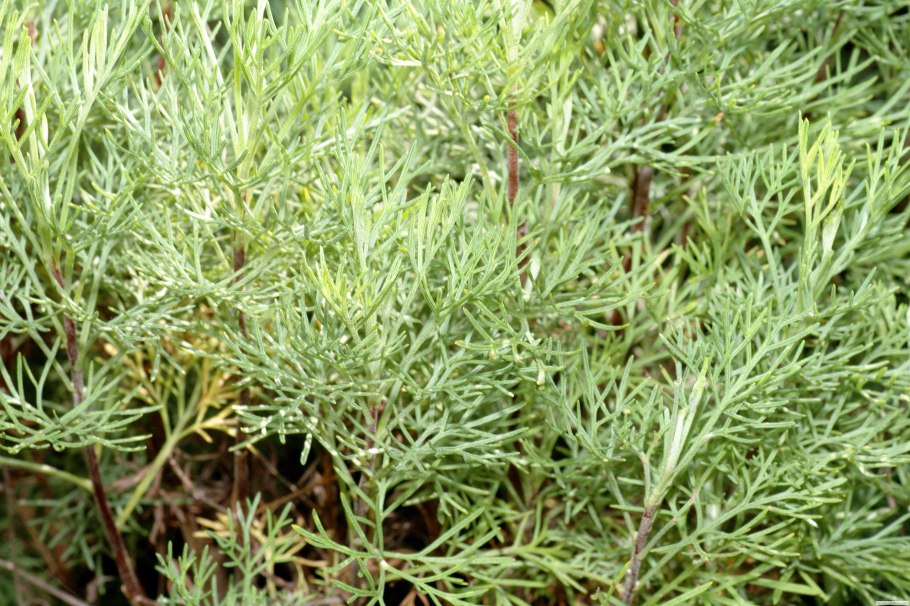 Артемизия абсинтиум