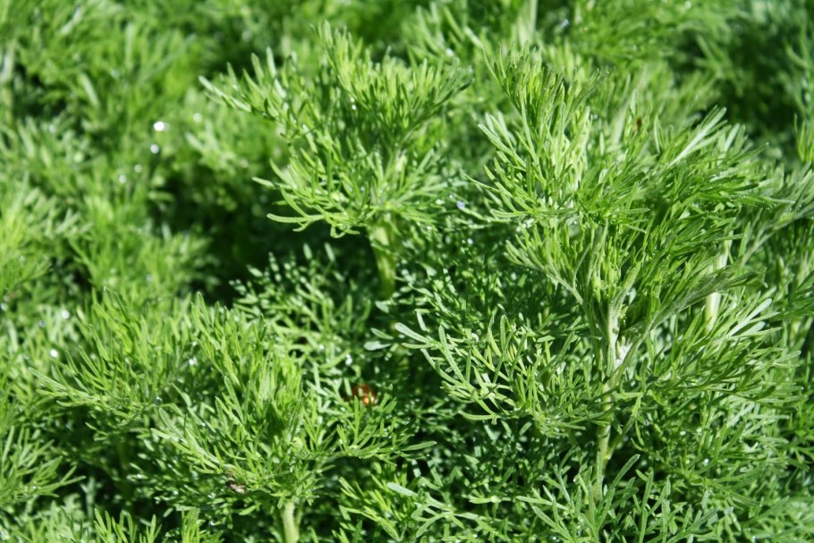 Божье дерево полынь