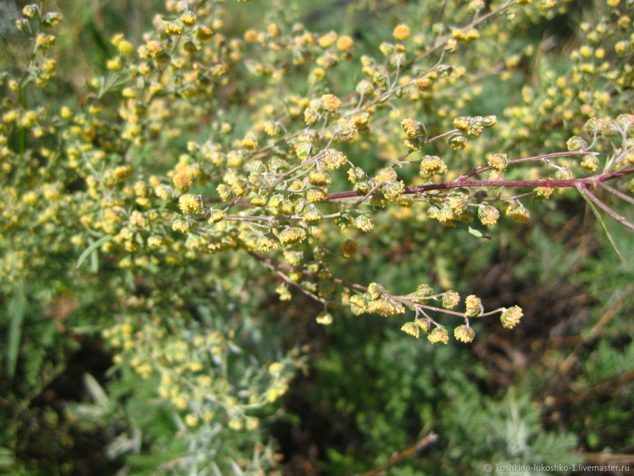 Божье дерево полынь