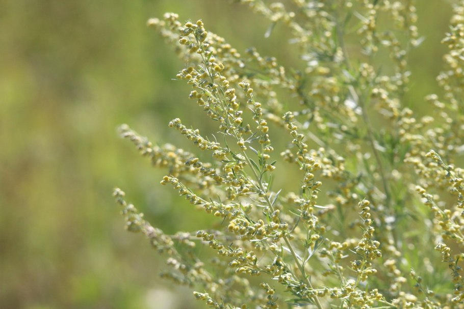 Полынь обыкновенная artemisia vulgaris l.