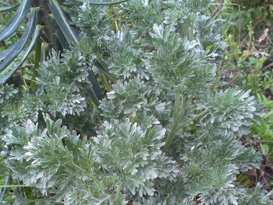 Полынь горькая растение