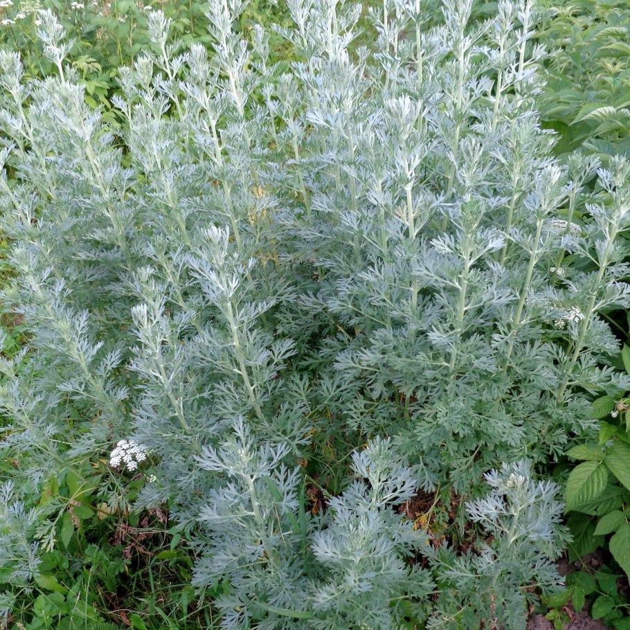 Растение полынь