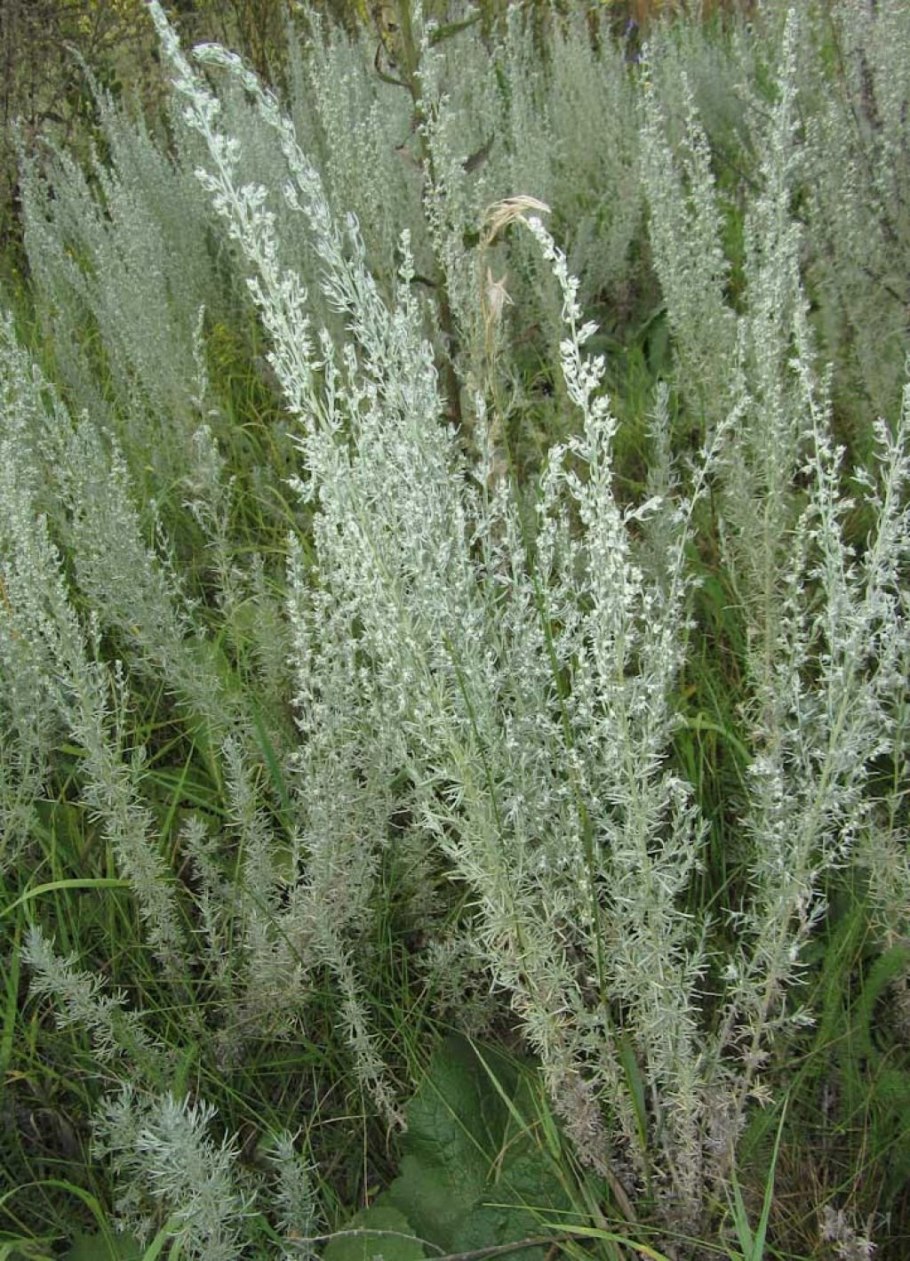 Полынь горькая artemisia absinthium