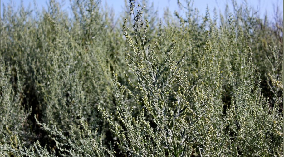Полынь обыкновенная artemisia vulgaris