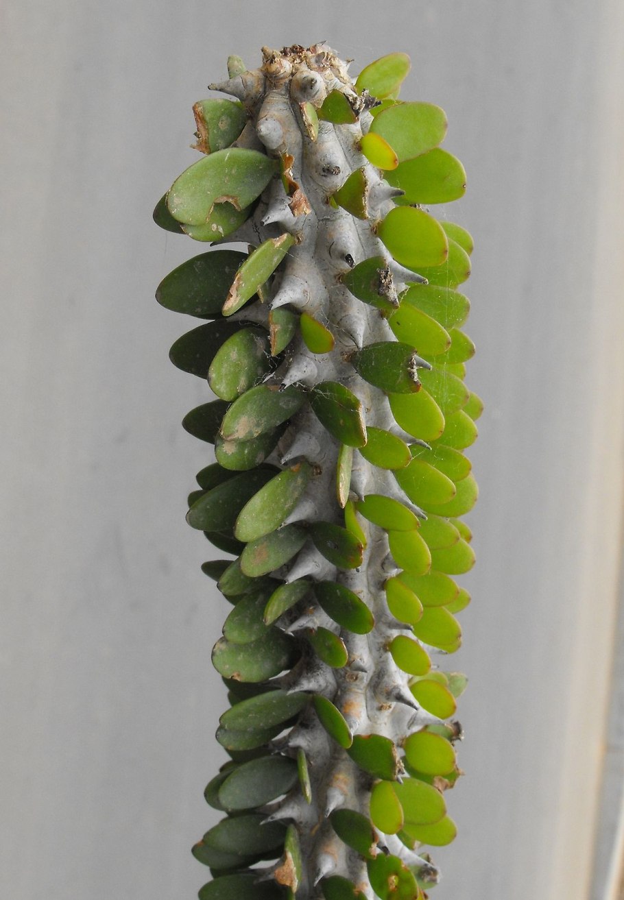 Alluaudia procera (Аллуаудия)
