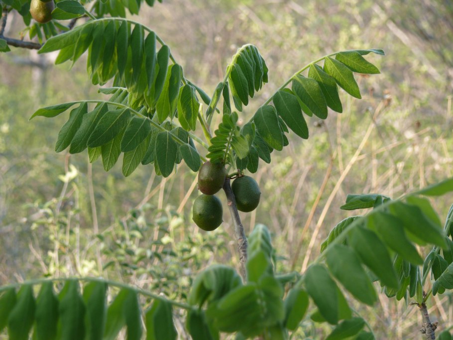 Alluaudia montagnacii