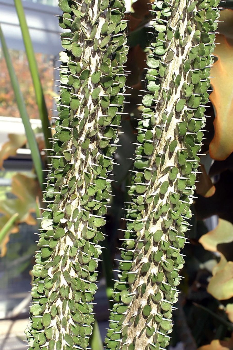 Alluaudia ascendens