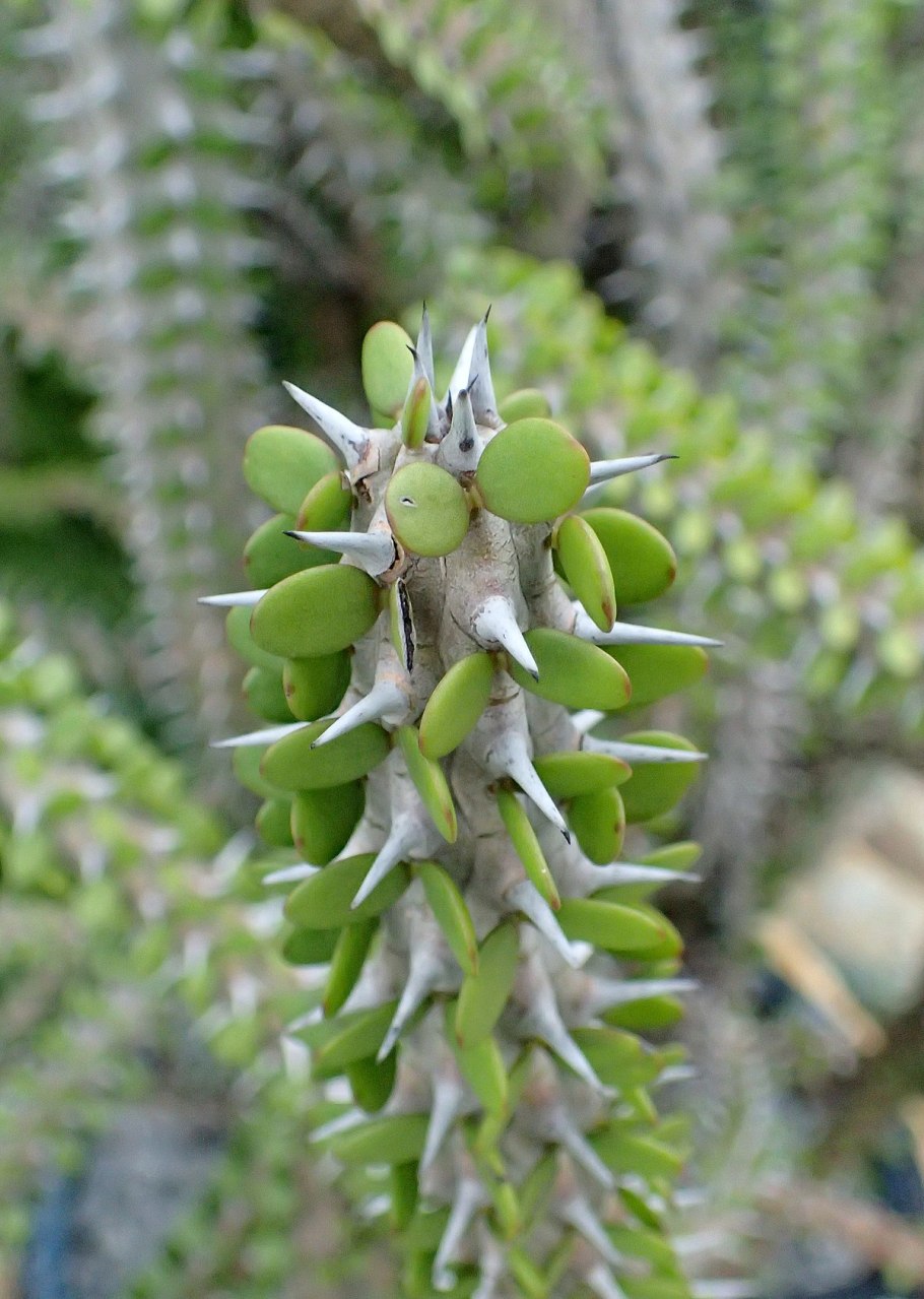 Alluaudia ascendens