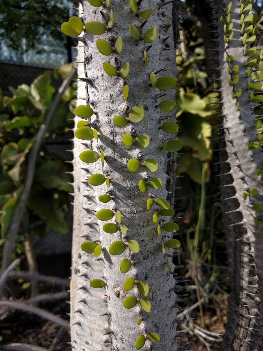 Alluaudia humbertrii
