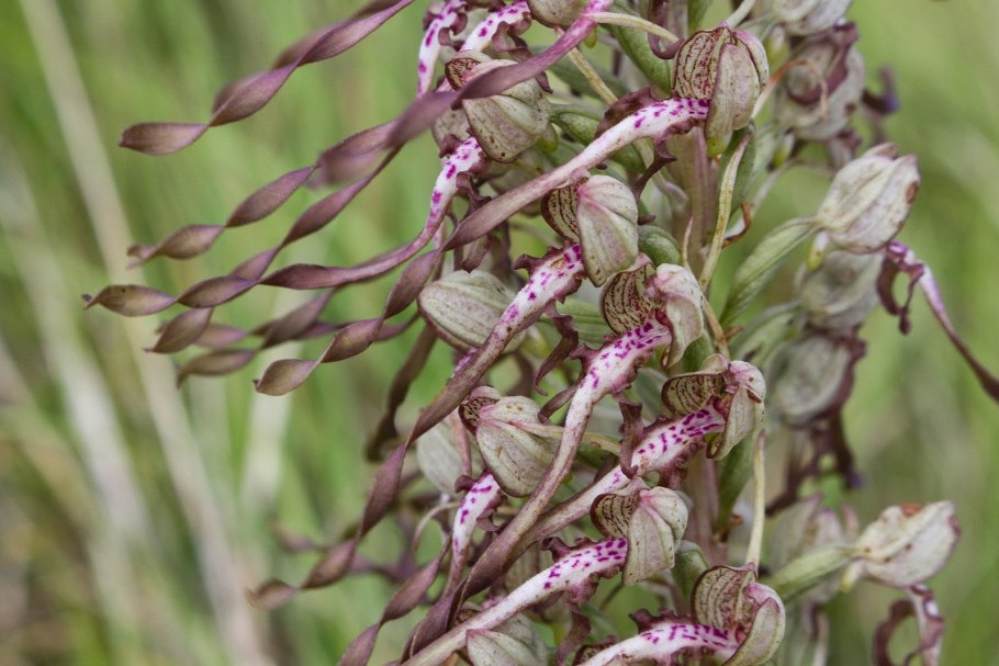 Lizard Orchid