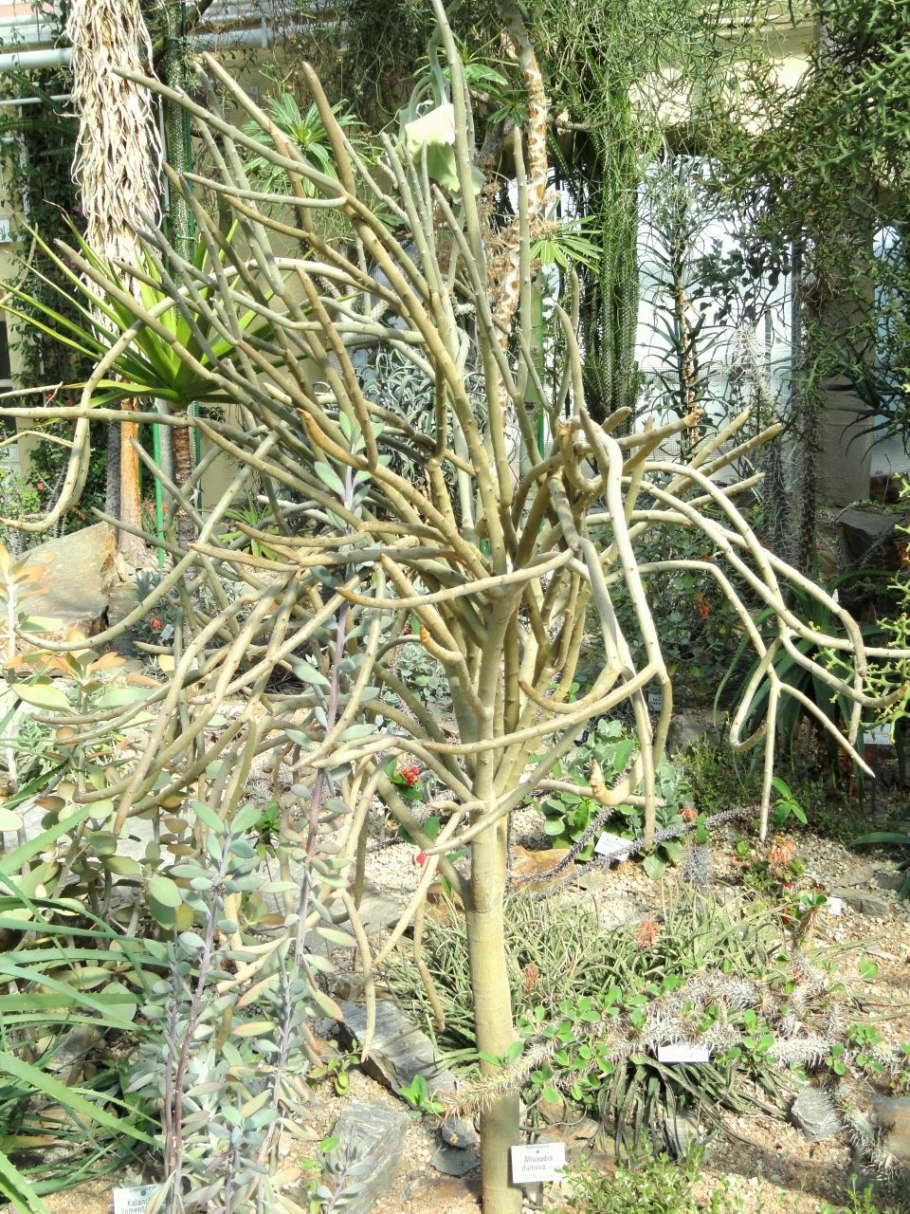 Didierea madagascariensis