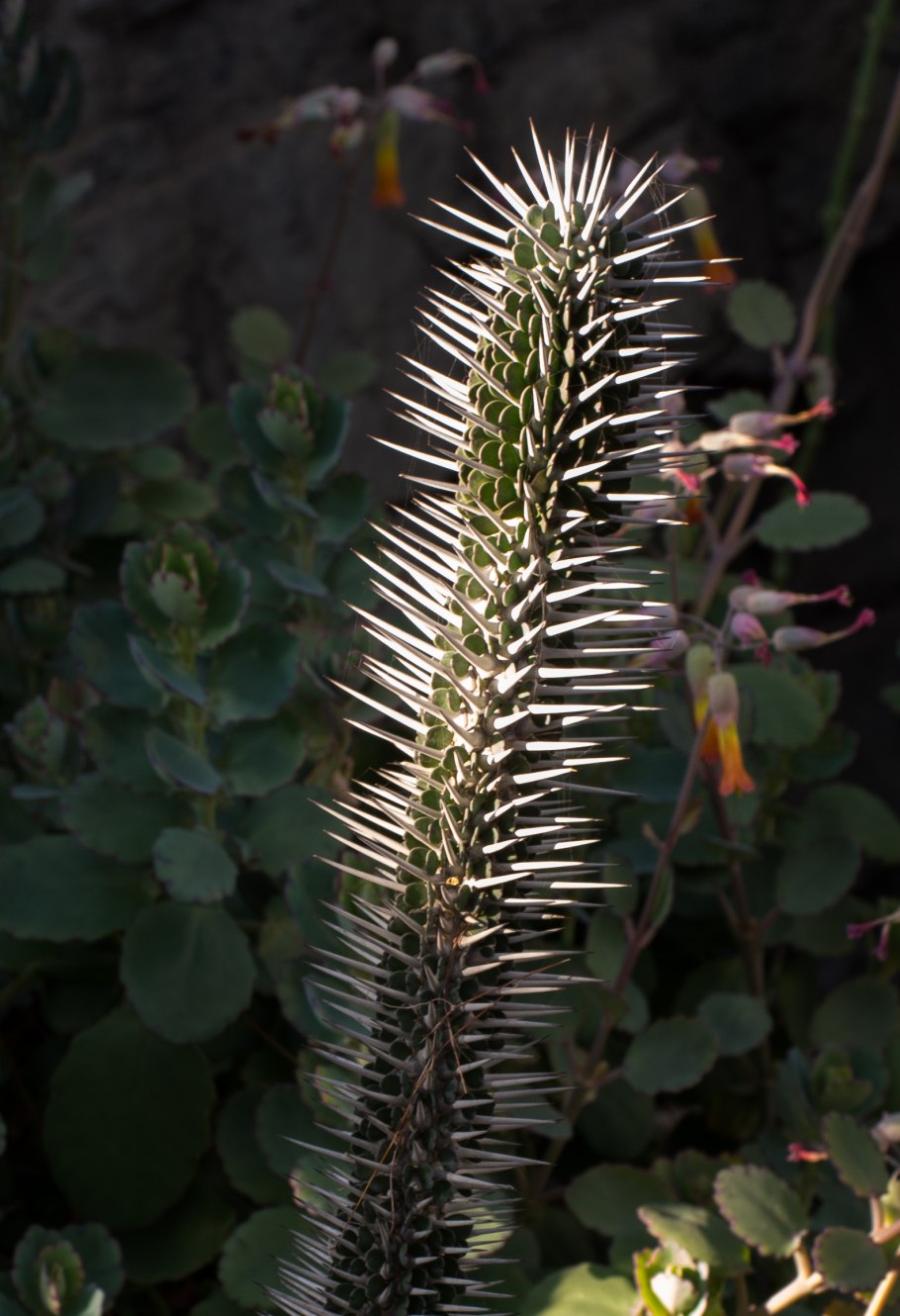 Alluaudia ascendens