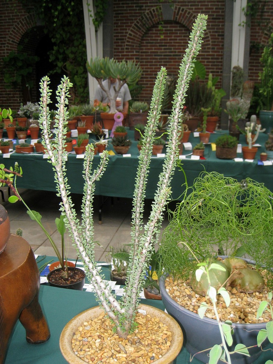 Ceraria Namaquensis