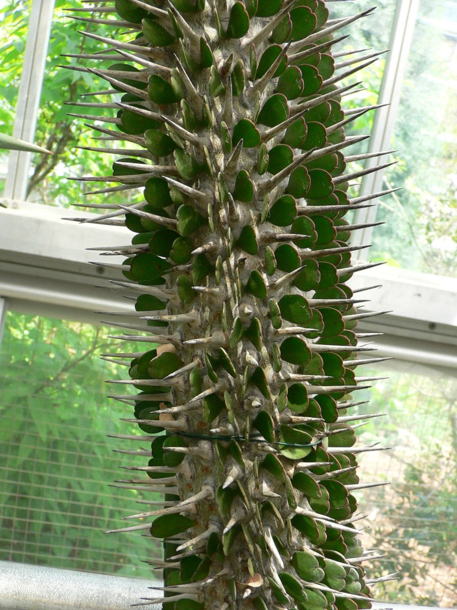 Didiereaceae Мадагаскарская область