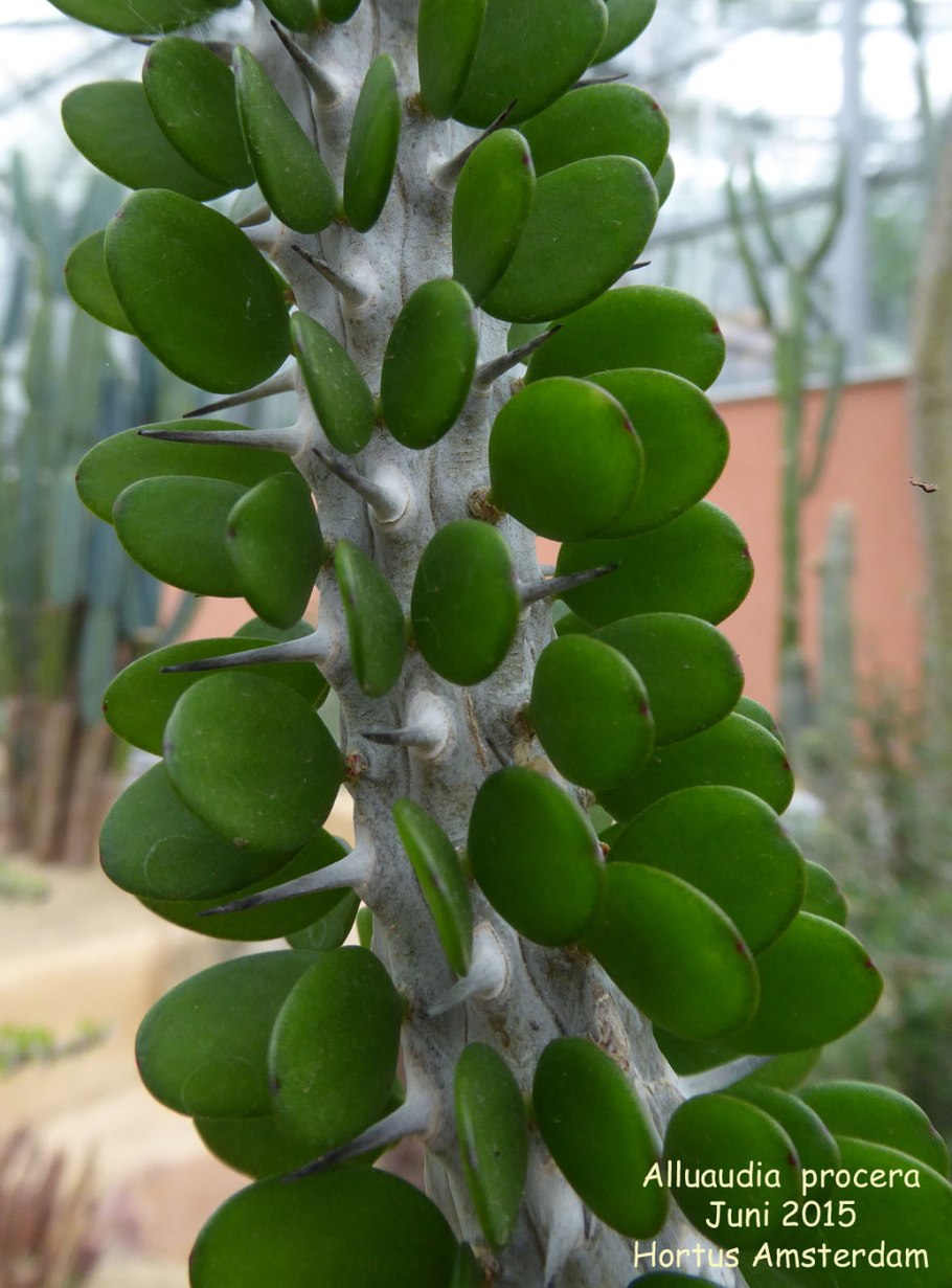 Alluaudia procera (Аллуаудия)