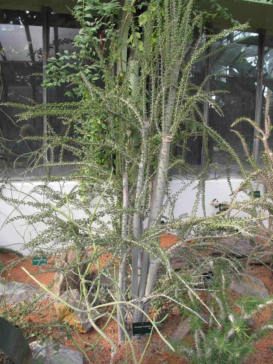 Alantsilodendron humbertii