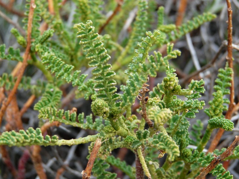 Didierea madagascariensis