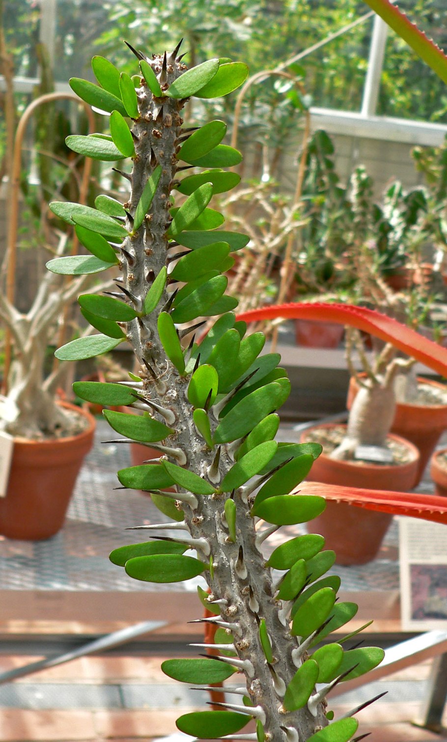 Аллуаудия процера (Alluaudia procera)