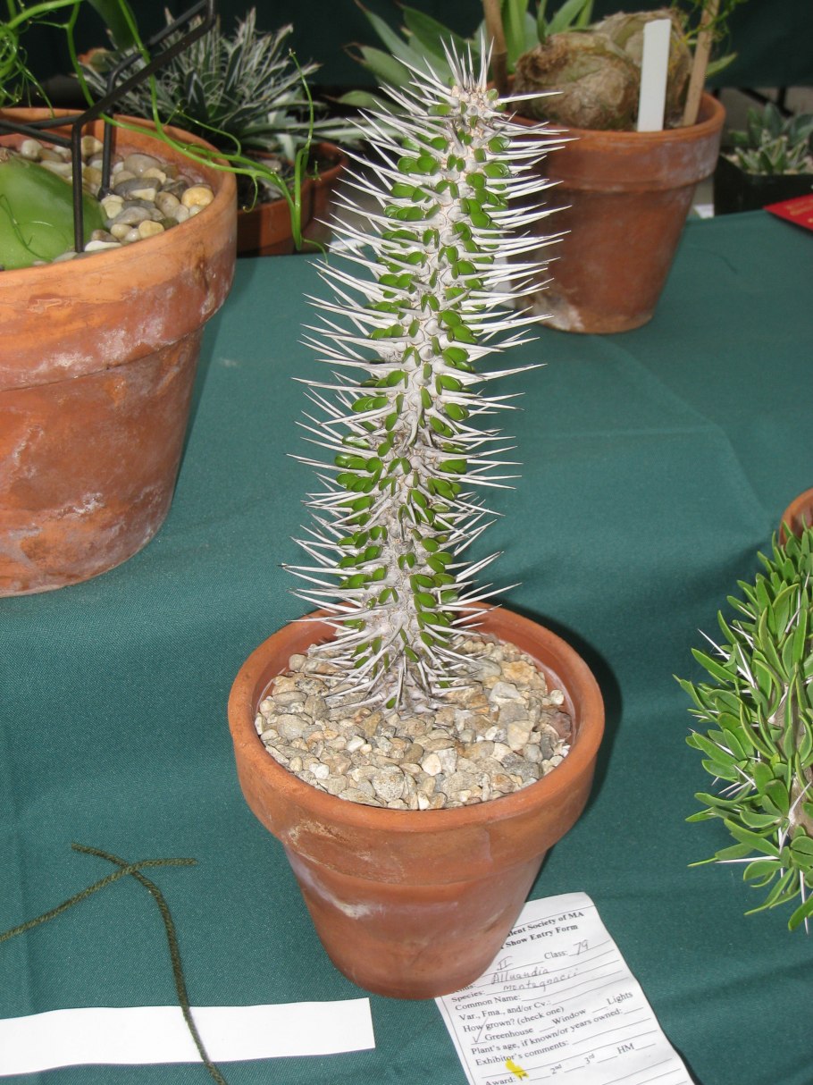 Alluaudia montagnacii