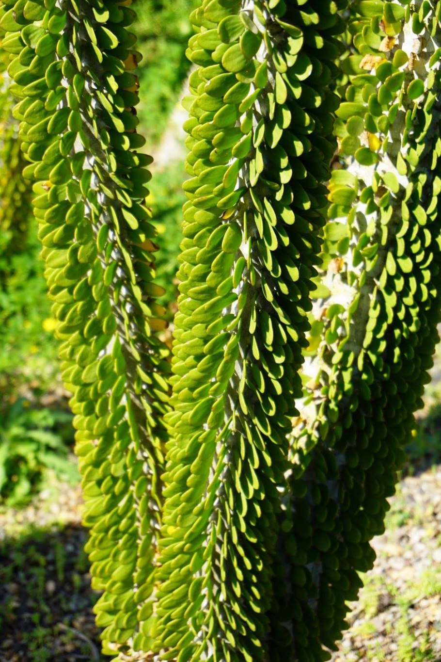 Alluaudia ascendens