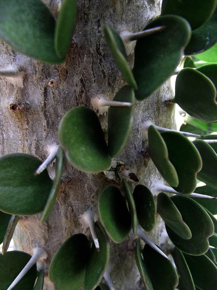 Alluaudia ascendens
