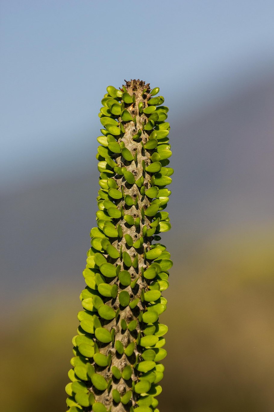 Alluaudia humbertii