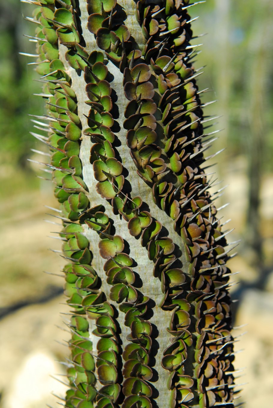 Alluaudia humbertrii