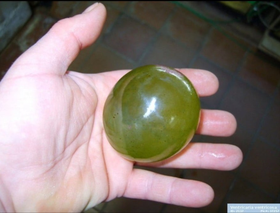 Valonia ventricosa (Валония пузатая