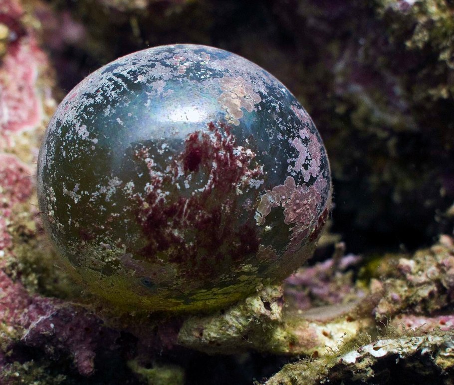 Валония пузатая