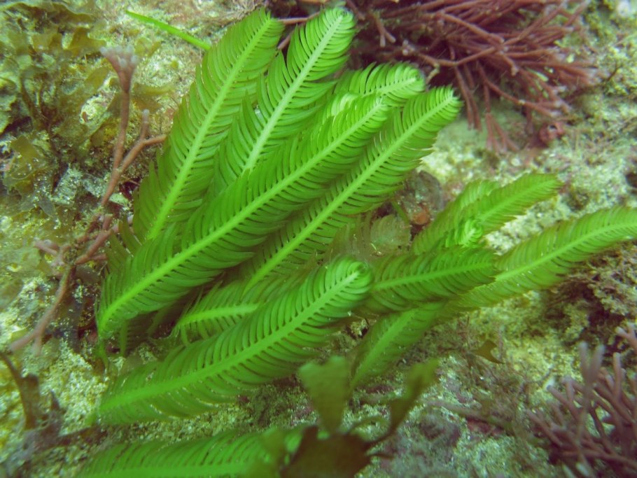 Каулерпа Таксифолия