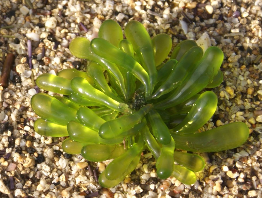 Сифонокладовые водоросли