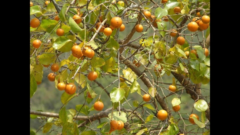 Strychnos nux vomica