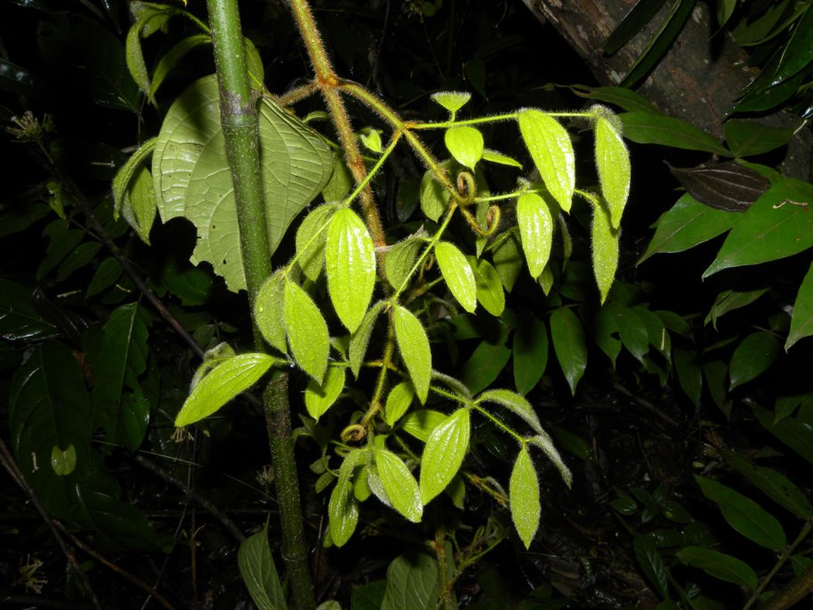 Стрихнос чилибуха