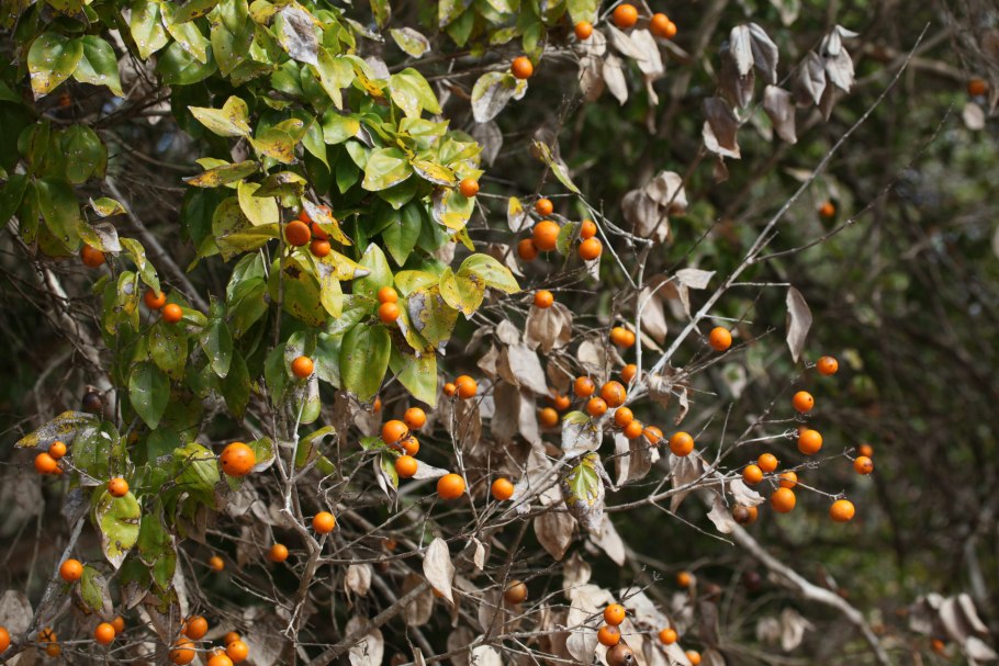 Стрихнин Приморский
