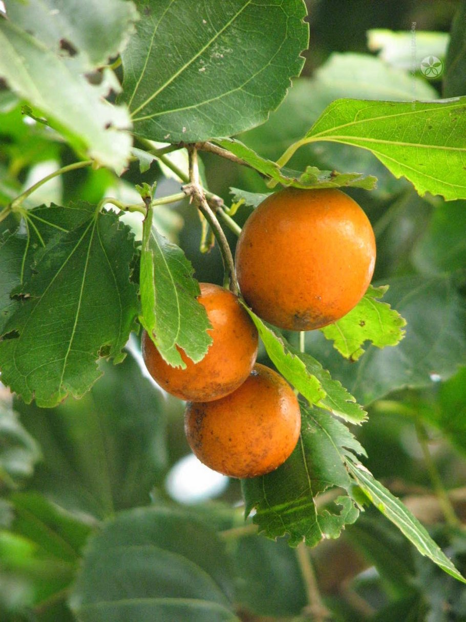 Ядовитый Поркупинский томат