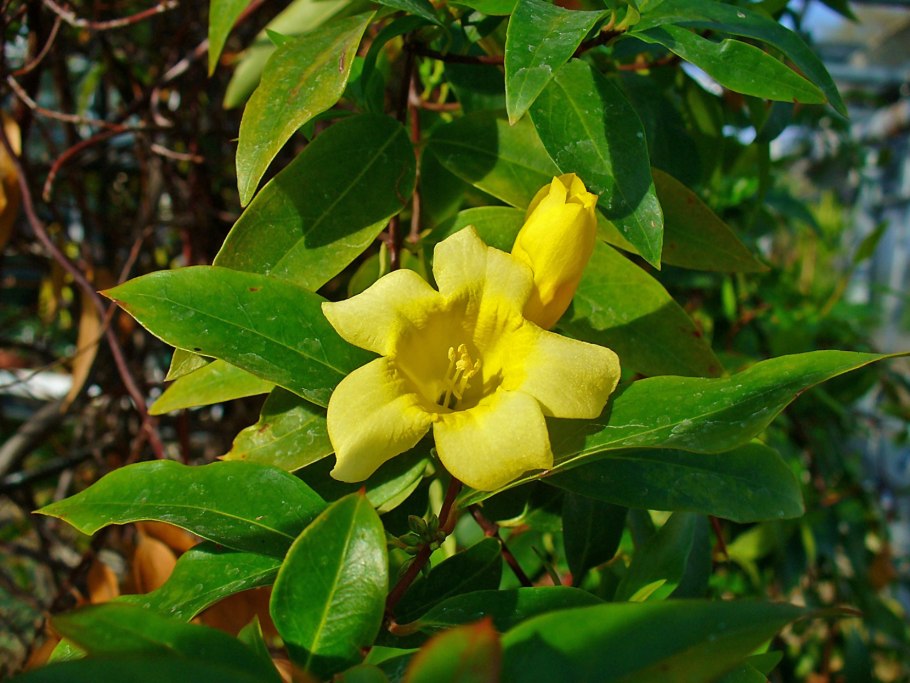 Gelsemium sempervirens