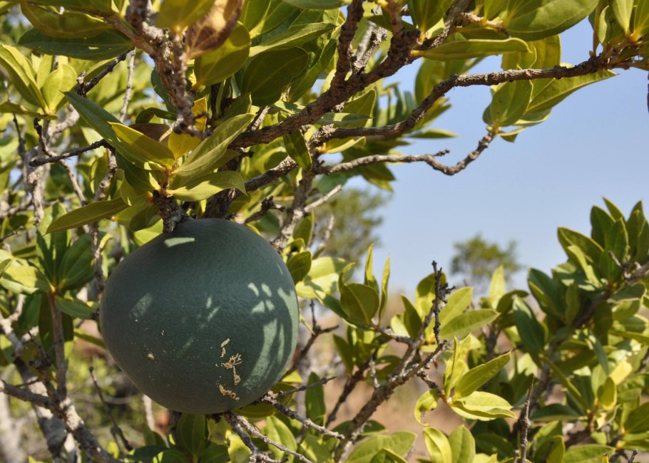 Стрихнос чилибуха