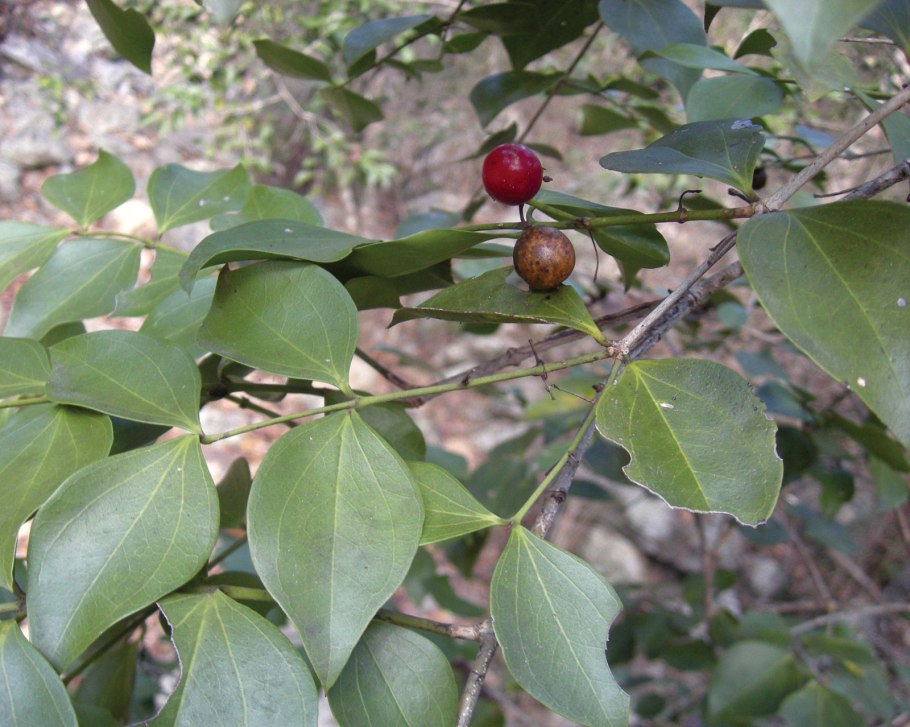 Strychnos psilosperma
