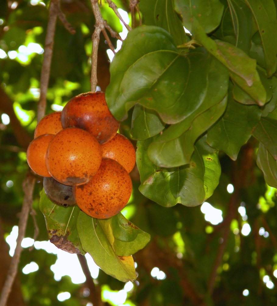 Strychnos nux vomica