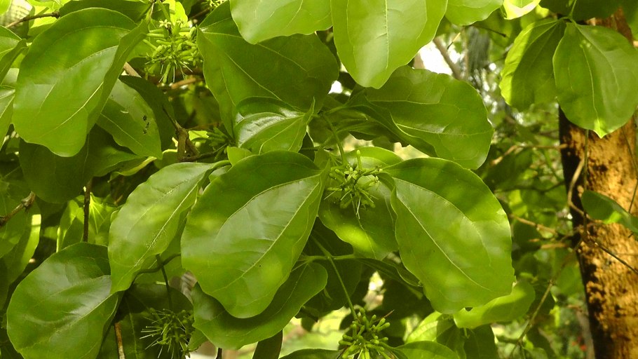 Strychnos NUX-Vomica