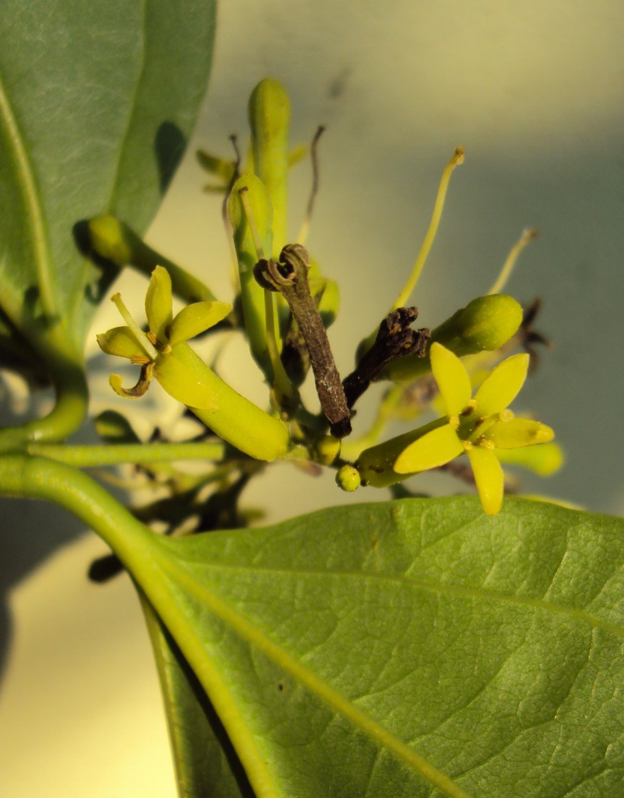 Стрихнос растение