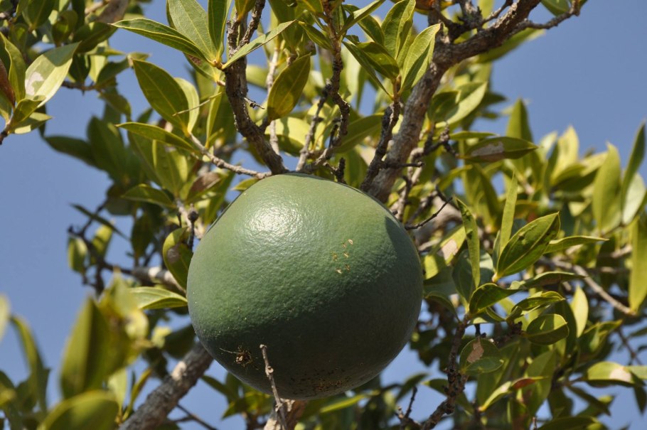 Стрихнос нукс вомика что это